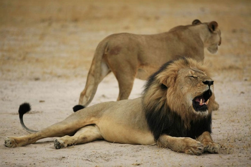 American who killed a famous lion caused a fury on the Internet and closed his dental office