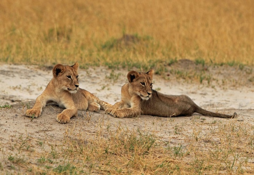 American who killed a famous lion caused a fury on the Internet and closed his dental office