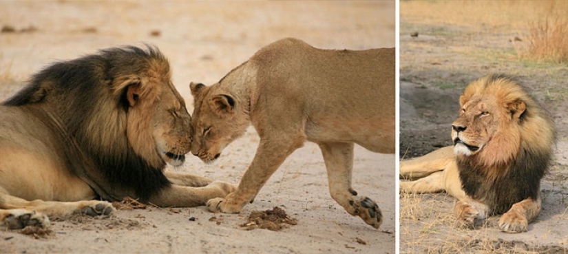 American who killed a famous lion caused a fury on the Internet and closed his dental office