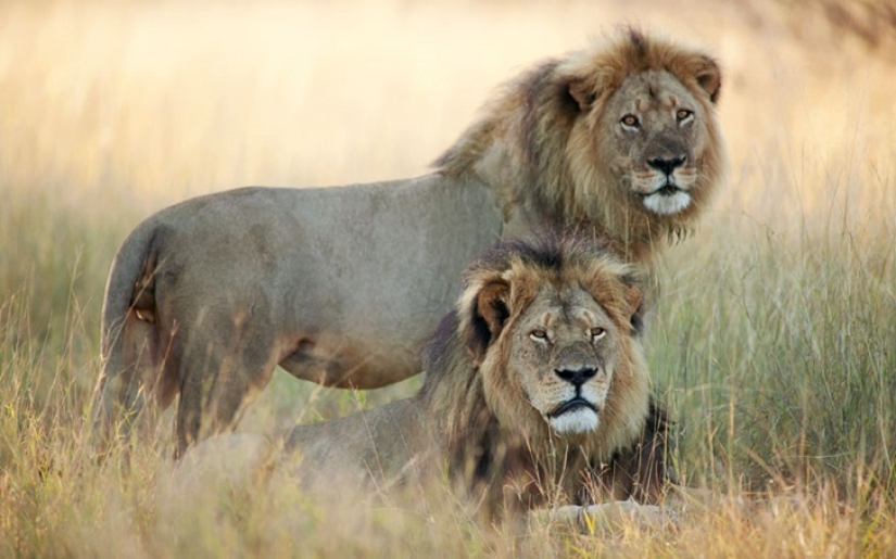 American who killed a famous lion caused a fury on the Internet and closed his dental office