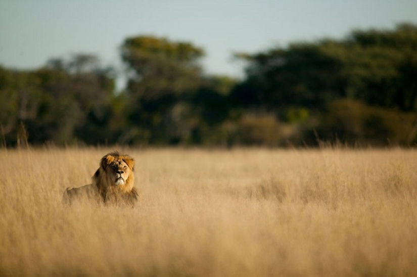 American who killed a famous lion caused a fury on the Internet and closed his dental office
