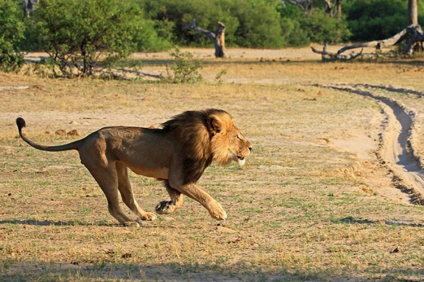 American who killed a famous lion caused a fury on the Internet and closed his dental office