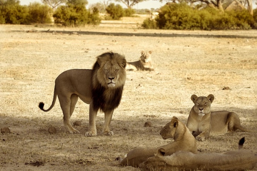 American who killed a famous lion caused a fury on the Internet and closed his dental office
