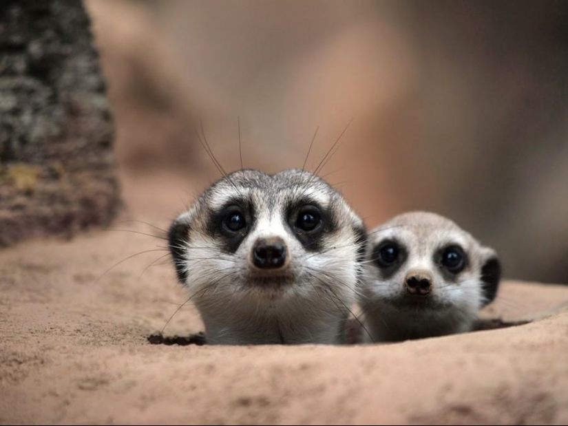 Amigos animales Amigos animales