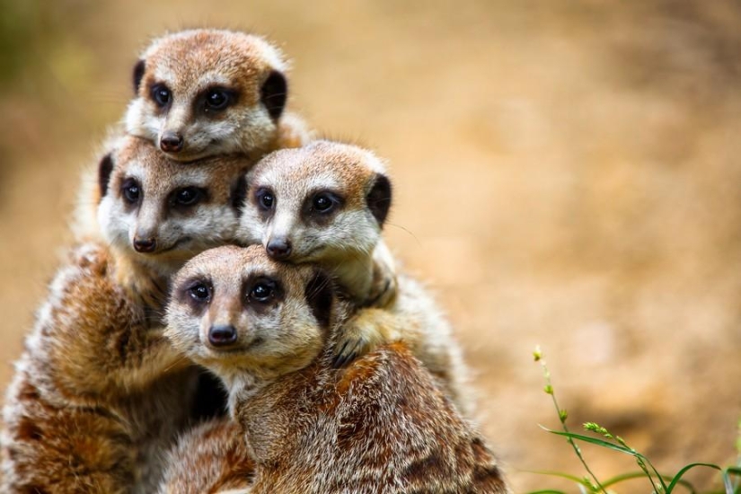 Amigos animales Amigos animales