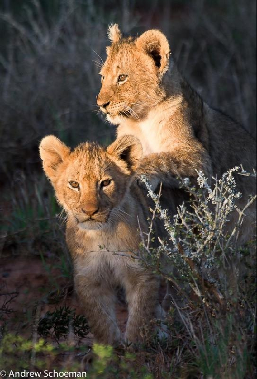 Amigos animales Amigos animales