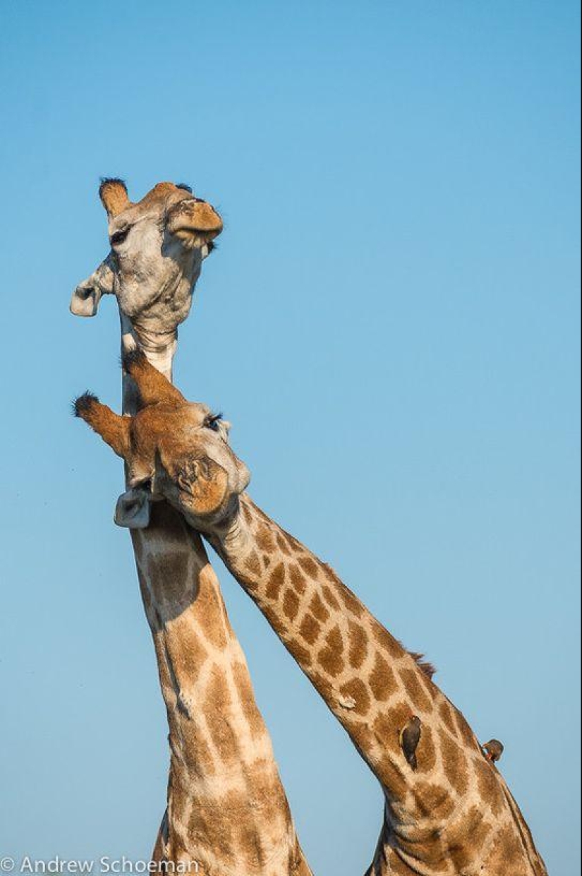 Amigos animales Amigos animales