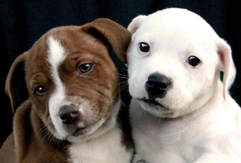 Amigos animales Amigos animales