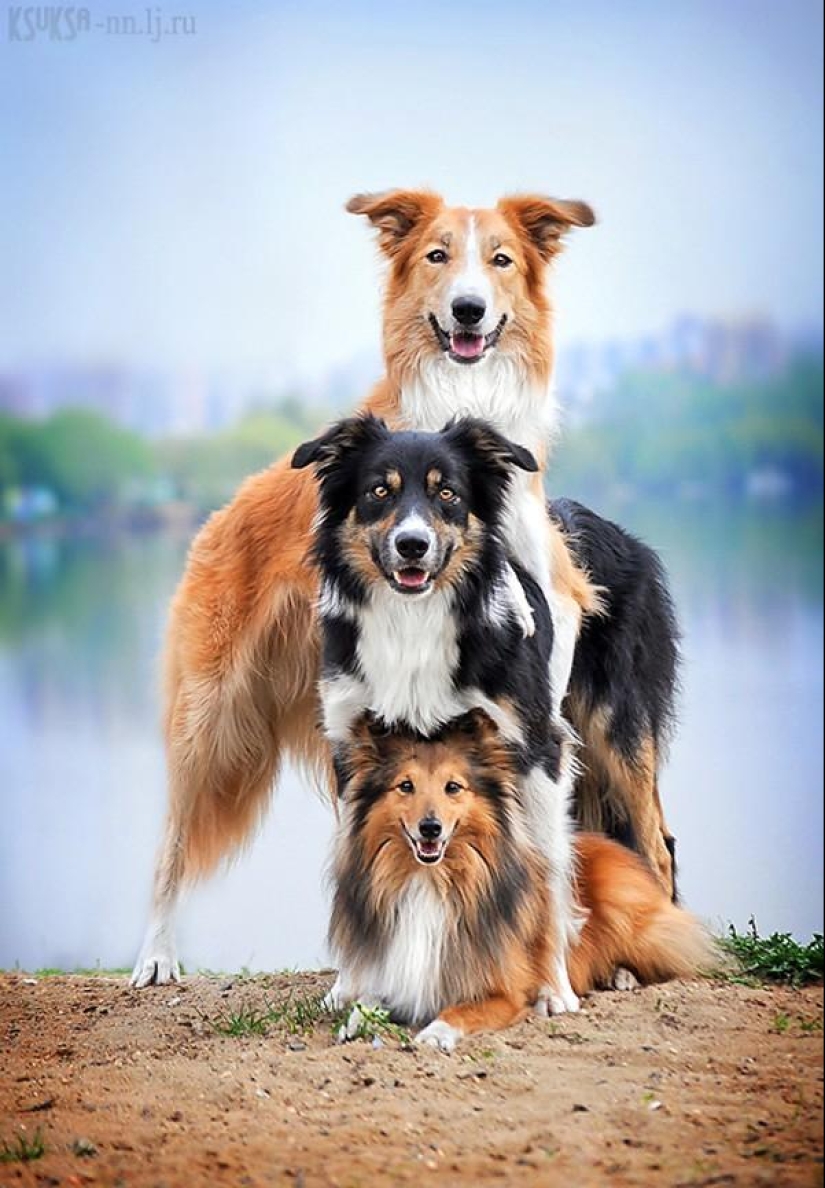 Amigos animales Amigos animales