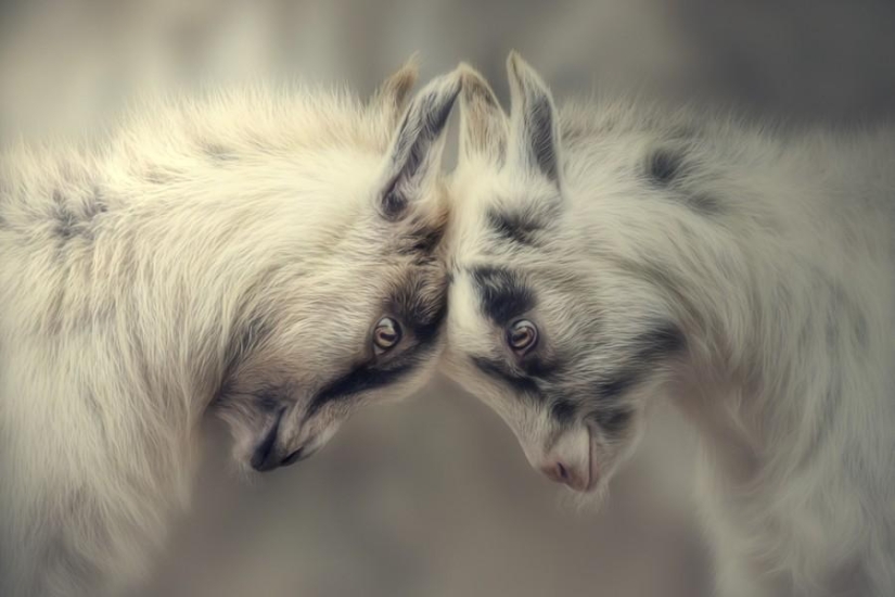 Amigos animales Amigos animales