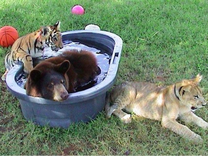Amistad inusual: han estado juntos durante 13 años.