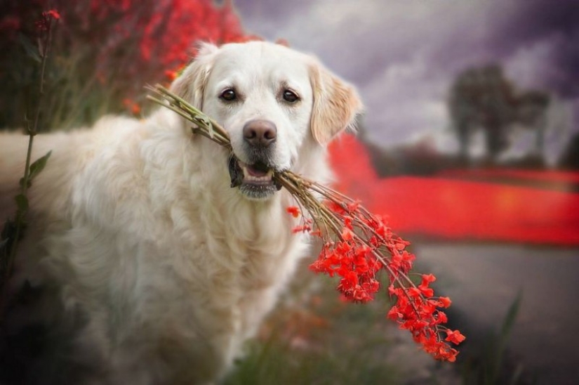 Amor incondicional Amor incondicional