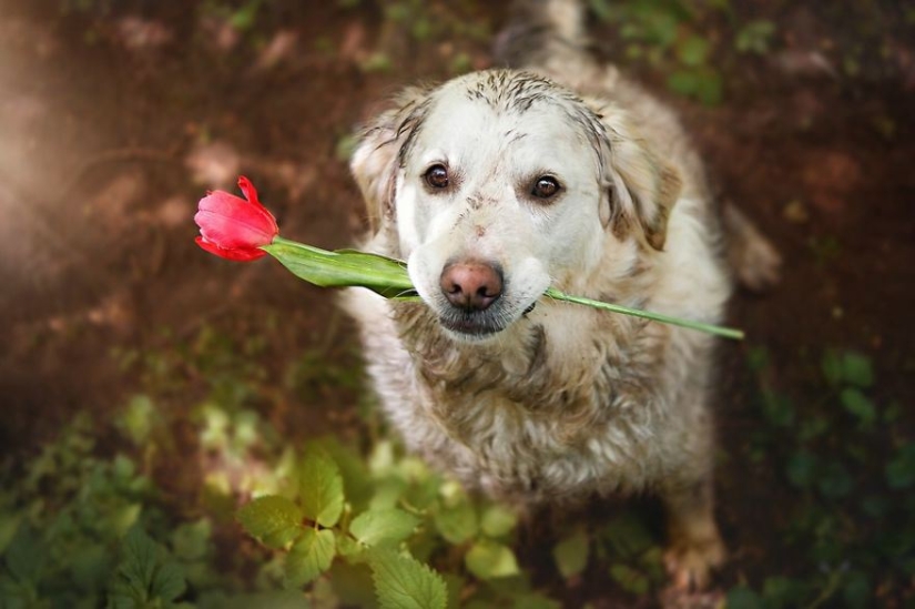 Amor incondicional Amor incondicional