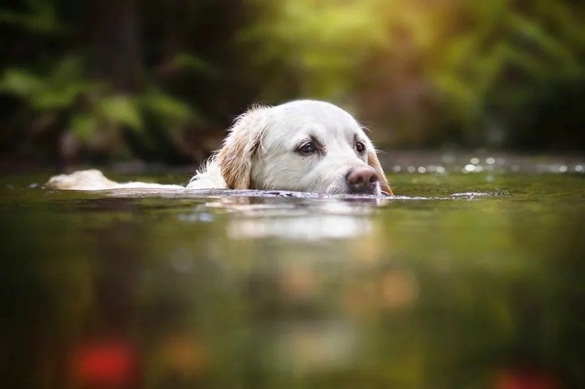 Amor incondicional Amor incondicional