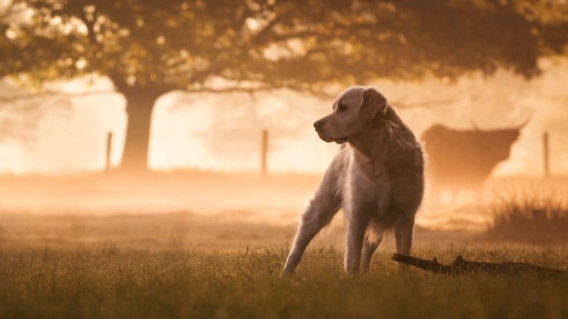 Amor incondicional Amor incondicional