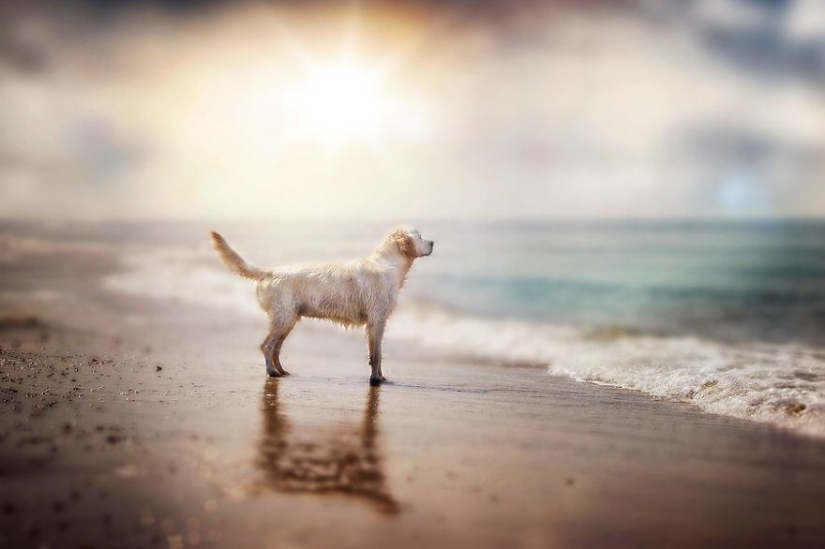 Amor incondicional Amor incondicional