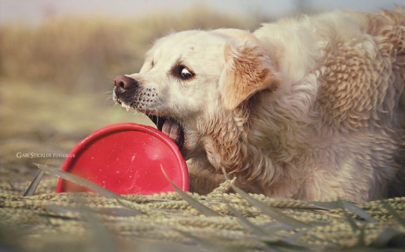 Amor incondicional Amor incondicional