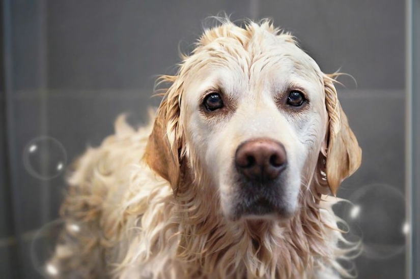 Amor incondicional Amor incondicional