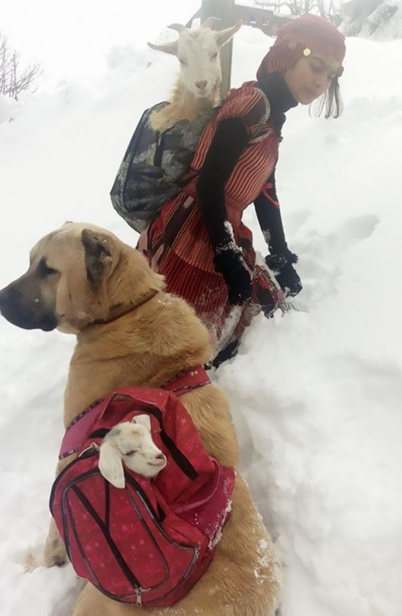 An 11-year-old girl with a dog rescued a goat and her cub in the mountains