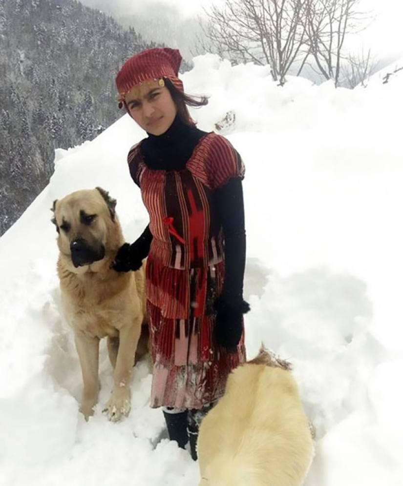 An 11-year-old girl with a dog rescued a goat and her cub in the mountains