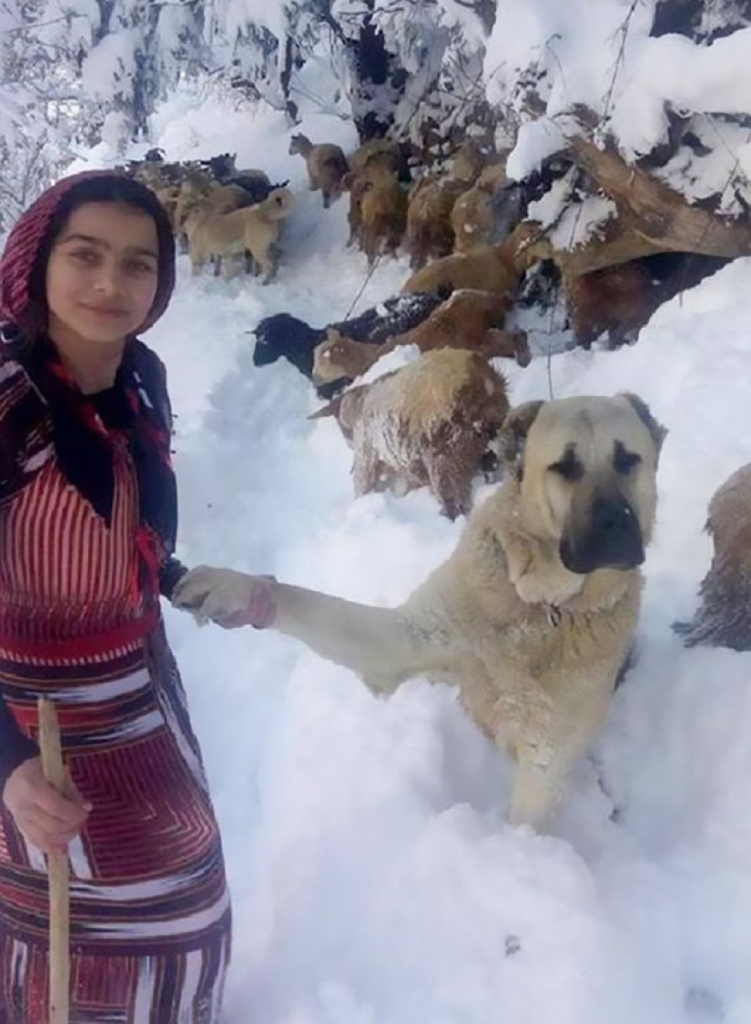 An 11-year-old girl with a dog rescued a goat and her cub in the mountains
