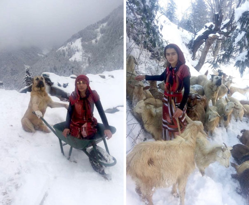 An 11-year-old girl with a dog rescued a goat and her cub in the mountains