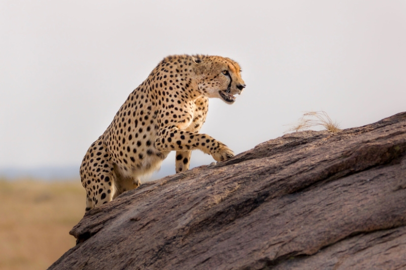 An Incredible Journey Shows the Power of Wildlife Photography and Conservation An Incredible Journey Shows the Power of Wildlife Photography and Conservation