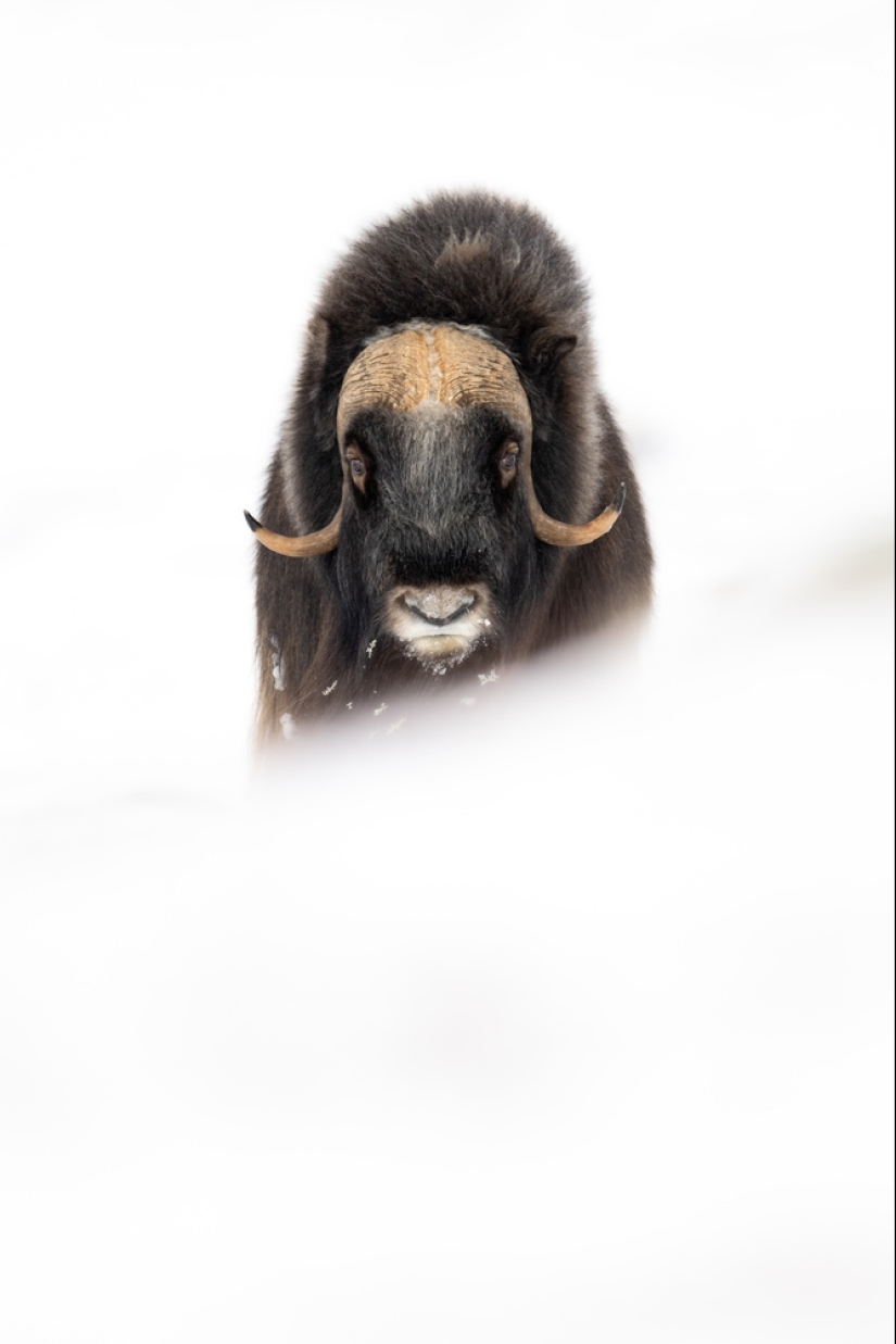 An Incredible Journey Shows the Power of Wildlife Photography and Conservation An Incredible Journey Shows the Power of Wildlife Photography and Conservation