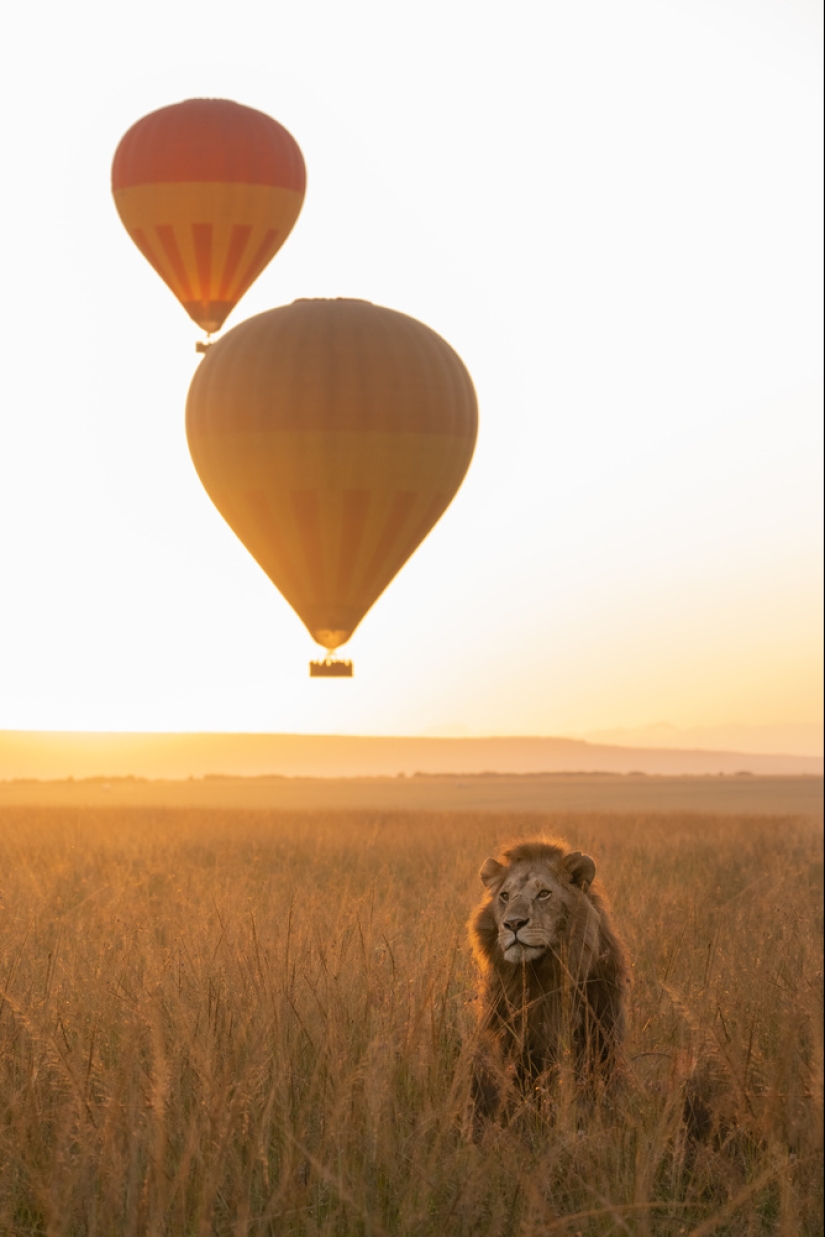 An Incredible Journey Shows the Power of Wildlife Photography and Conservation An Incredible Journey Shows the Power of Wildlife Photography and Conservation