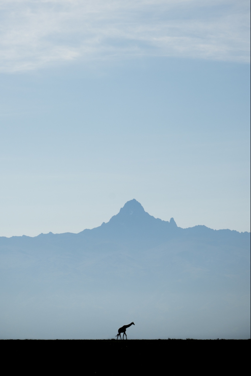 An Incredible Journey Shows the Power of Wildlife Photography and Conservation An Incredible Journey Shows the Power of Wildlife Photography and Conservation