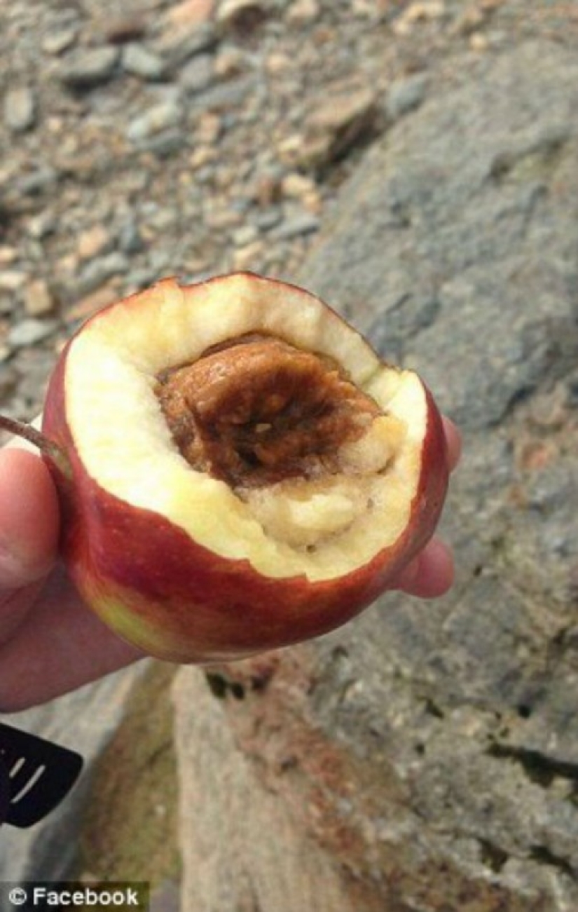 An omelet with mold, rotten apples and raw chicken — what else is fed in the British army An omelet with mold, rotten apples and raw chicken — what else is fed in the British army
