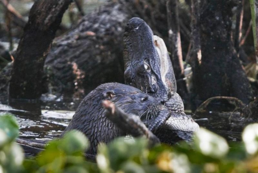 An otter attacked an alligator