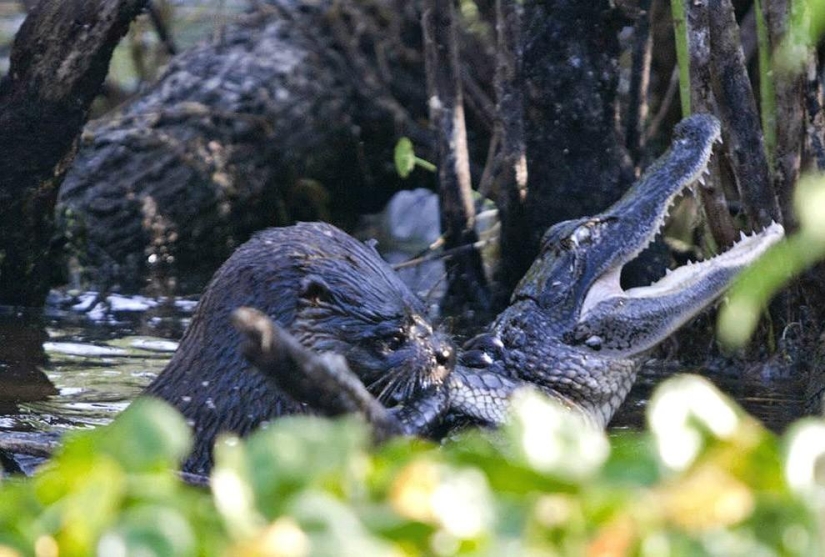 An otter attacked an alligator