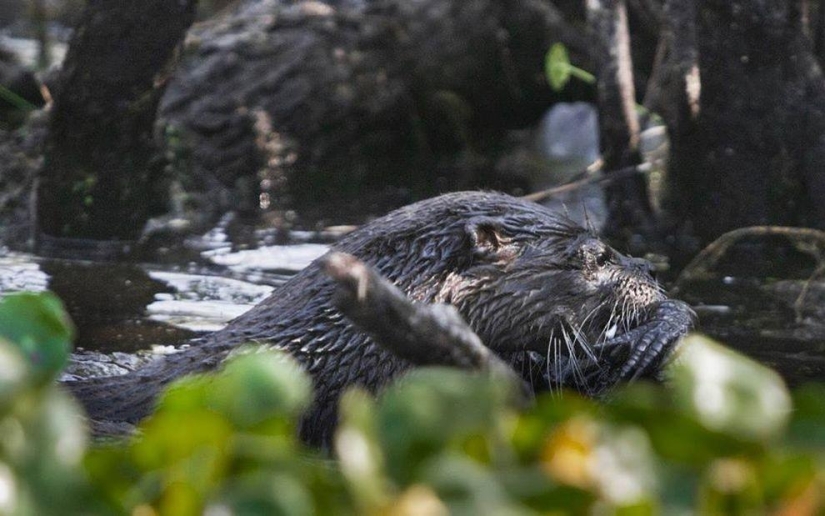 An otter attacked an alligator