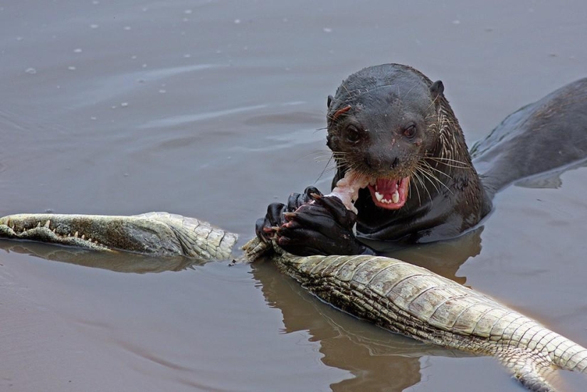 An otter attacked an alligator