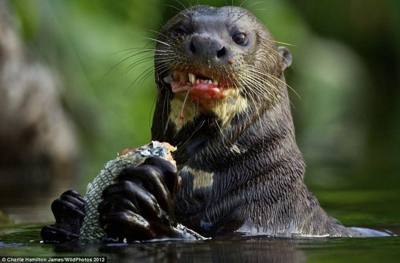 An otter attacked an alligator