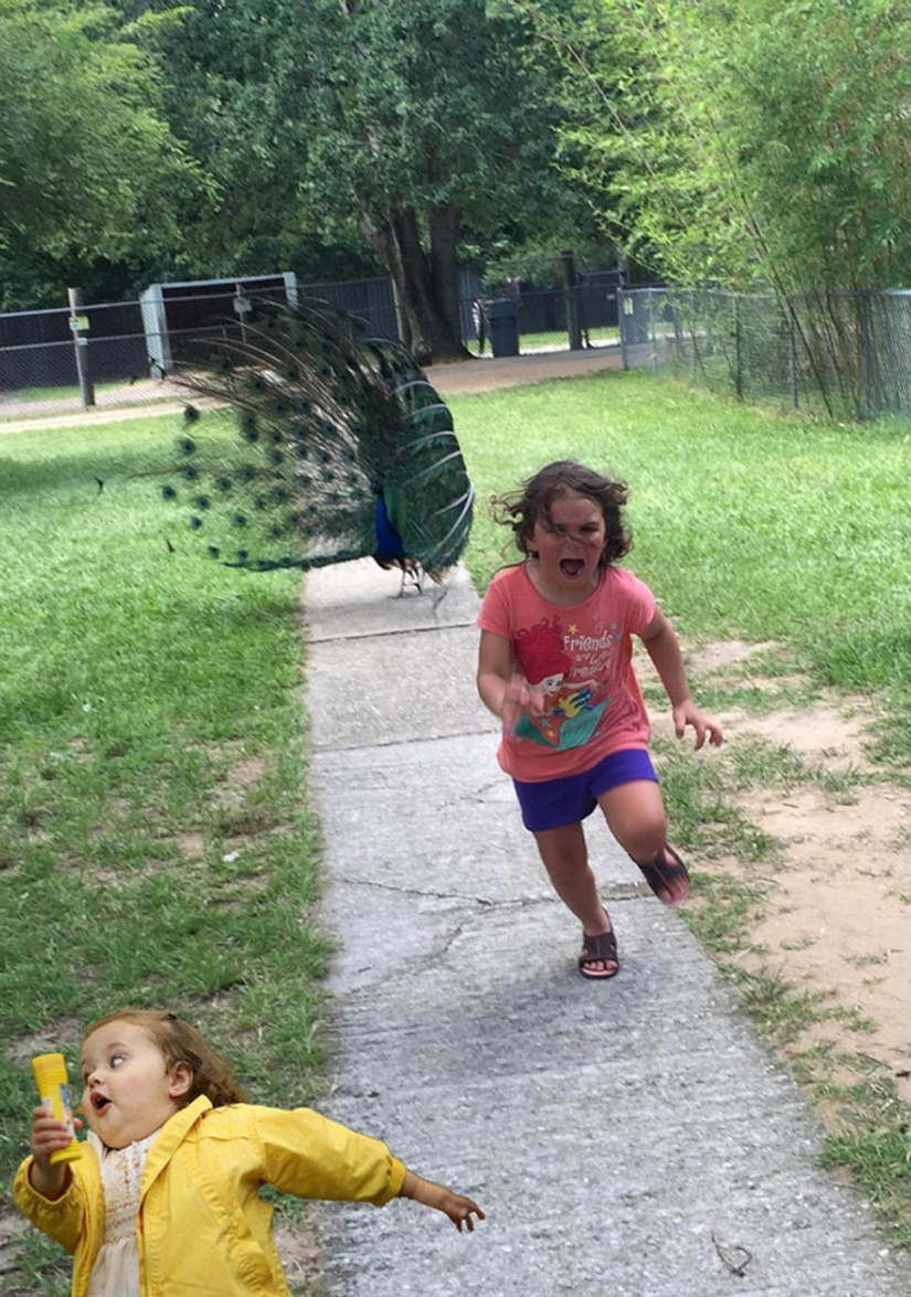 An unsuccessful trip to the zoo gave rise to a meme with a girl taking her feet away from a peacock An unsuccessful trip to the zoo gave rise to a meme with a girl taking her feet away from a peacock