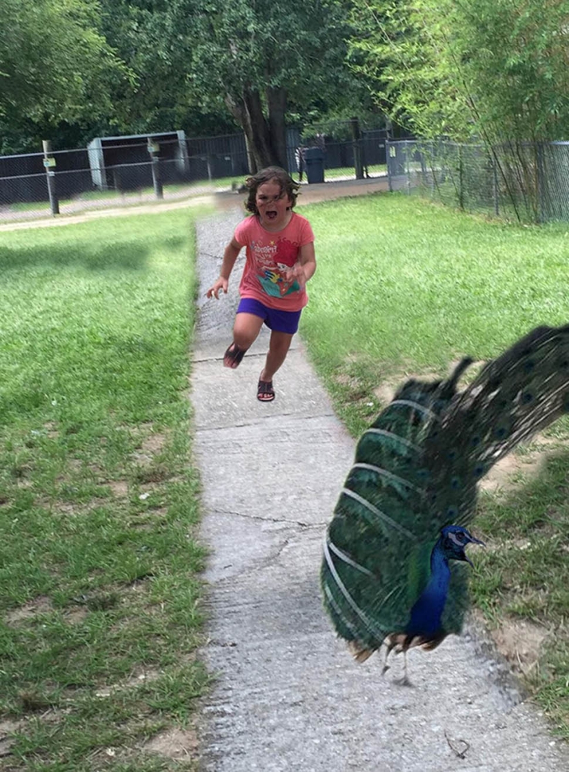 An unsuccessful trip to the zoo gave rise to a meme with a girl taking her feet away from a peacock An unsuccessful trip to the zoo gave rise to a meme with a girl taking her feet away from a peacock