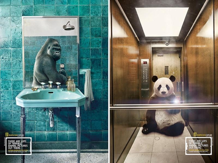 Animal Crossbow: Wildlife Selfie for National Geographic Animal Crossbow: Wildlife Selfie for National Geographic