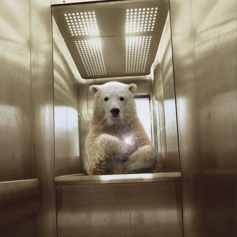 Animal Crossbow: Wildlife Selfie for National Geographic Animal Crossbow: Wildlife Selfie for National Geographic