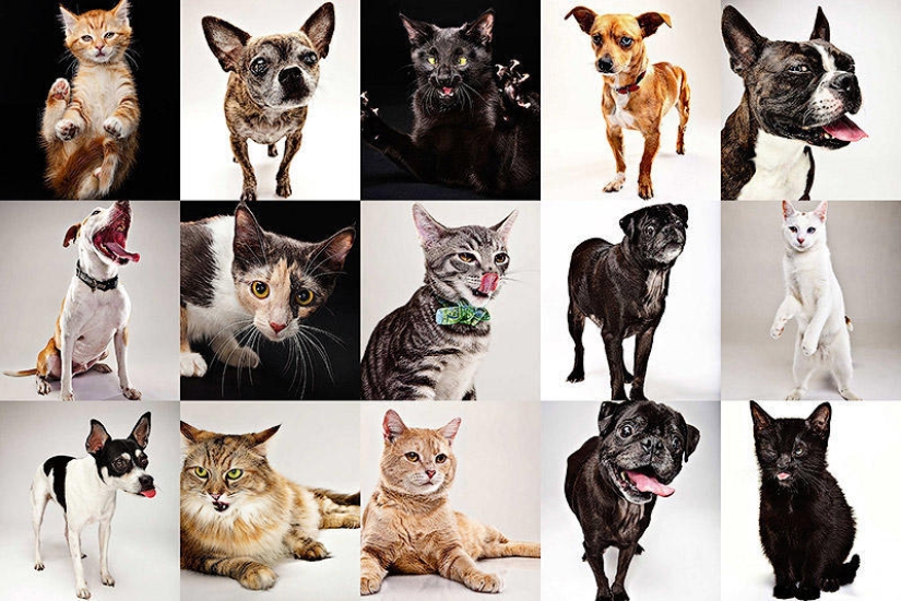 Animal Emotions by Evan Kafka