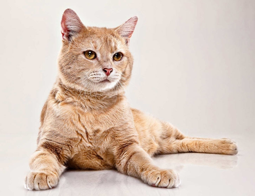 Animal Emotions by Evan Kafka