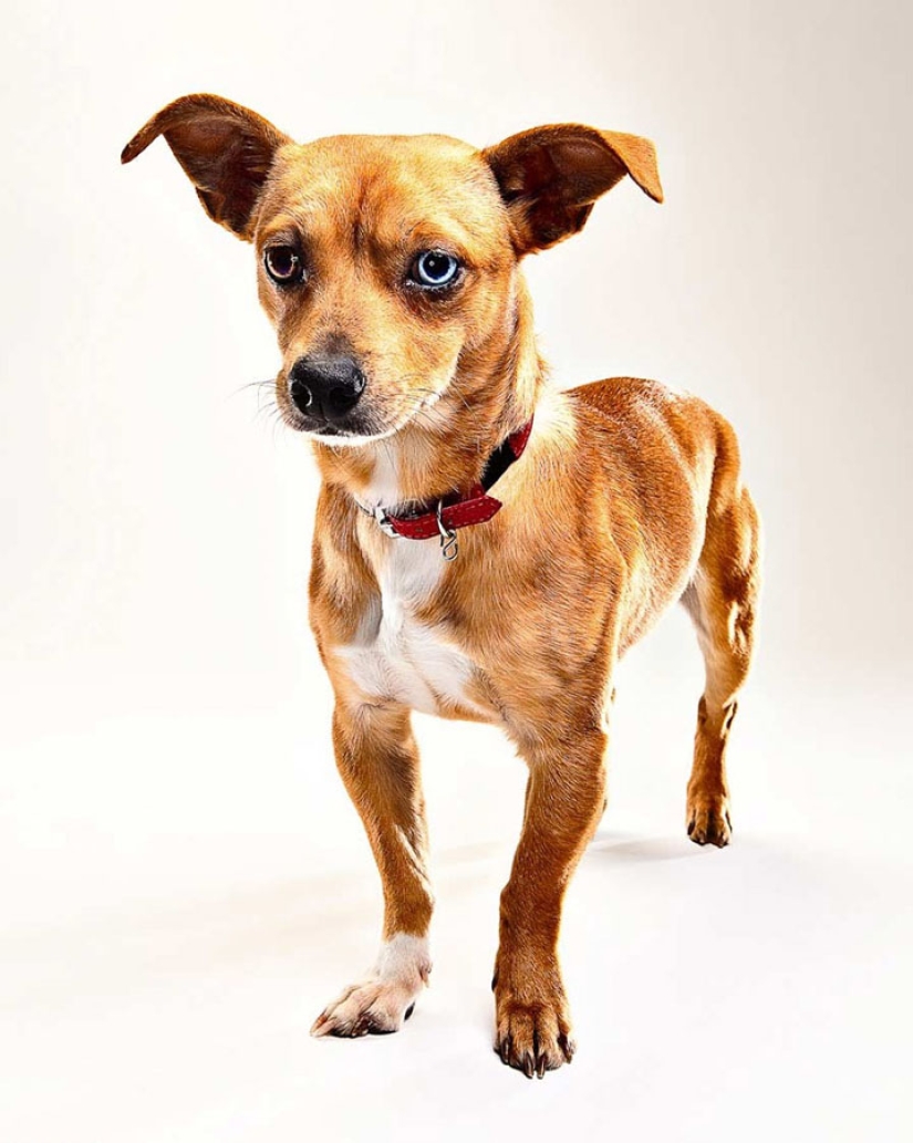 Animal Emotions by Evan Kafka