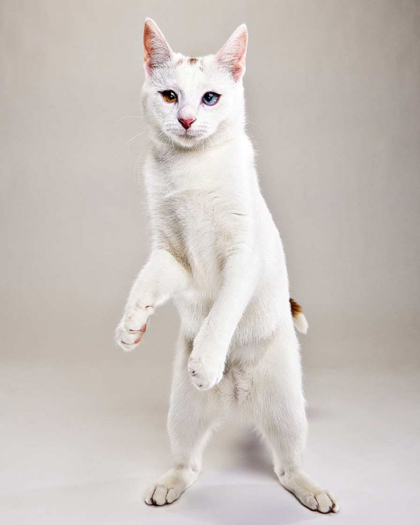 Animal Emotions by Evan Kafka