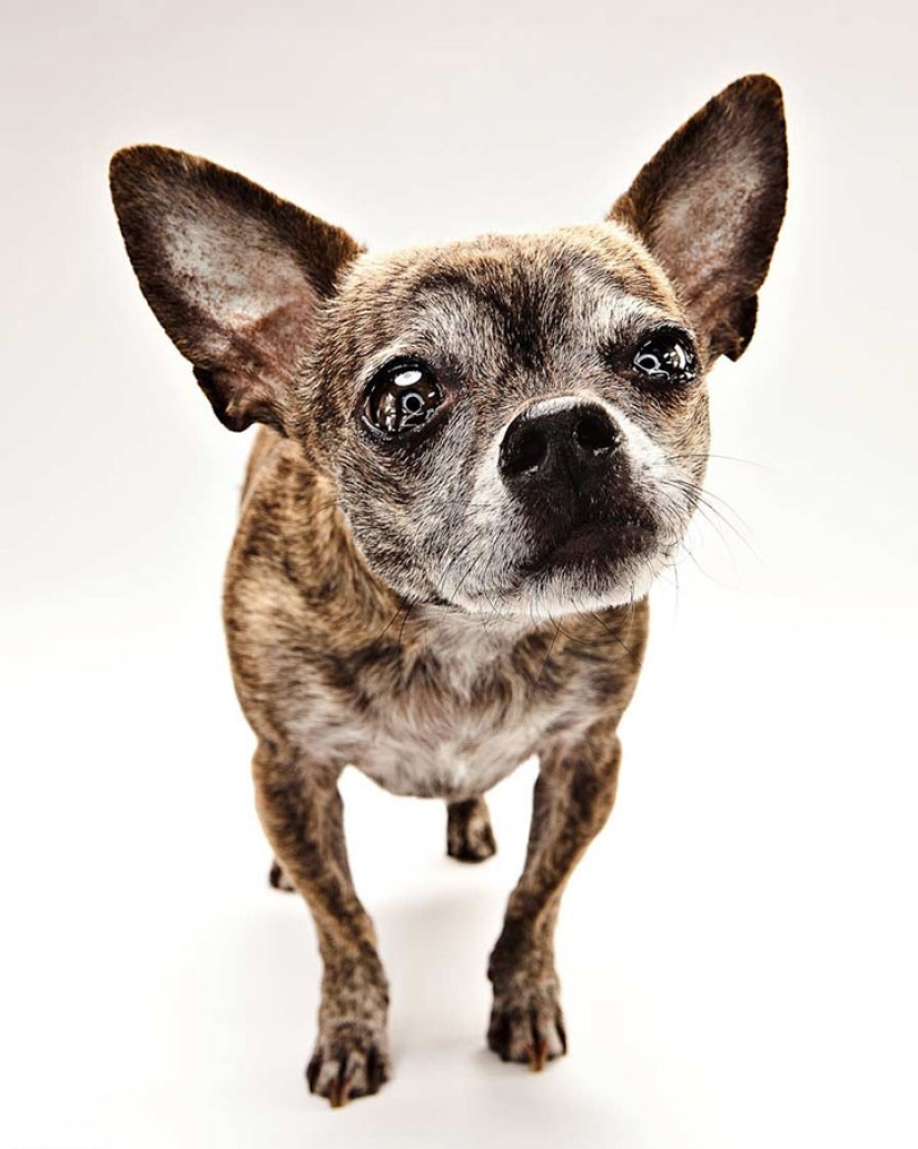 Animal Emotions by Evan Kafka