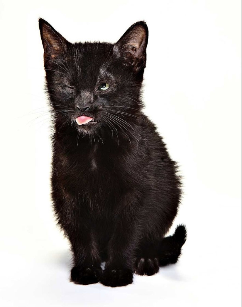 Animal Emotions by Evan Kafka