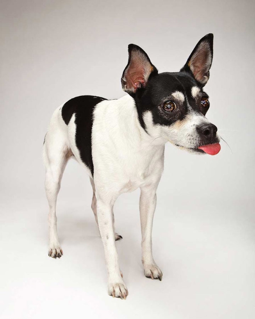 Animal Emotions by Evan Kafka