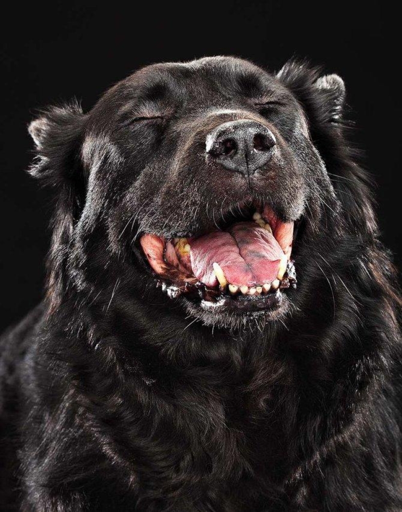 Animal Emotions by Evan Kafka