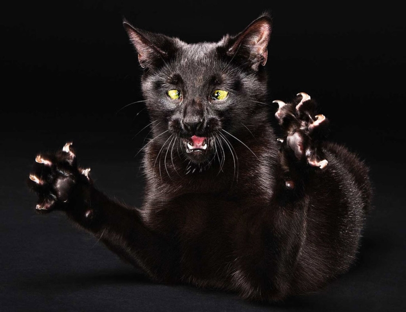 Animal Emotions by Evan Kafka