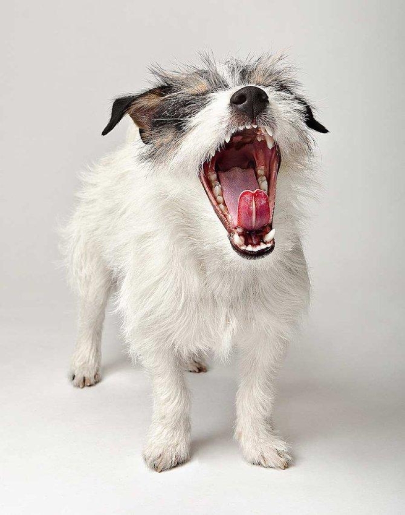 Animal Emotions by Evan Kafka